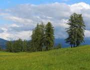 Störche über dem Mieminger Moos