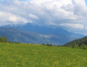 Störche über dem Mieminger Moos
