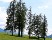 Störche über dem Mieminger Moos