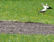 Störche über dem Mieminger Moos
