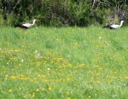 Störche über dem Mieminger Moos