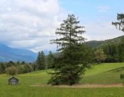 Störche über dem Mieminger Moos