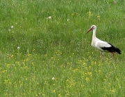 Störche über dem Mieminger Moos