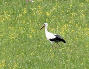 Störche über dem Mieminger Moos