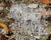 Tauwetter in den Moosalmwiesen