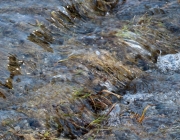 Tauwetter in den Moosalmwiesen