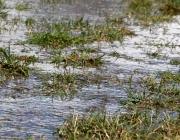 Tauwetter in den Moosalmwiesen