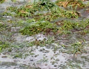 Tauwetter in den Moosalmwiesen