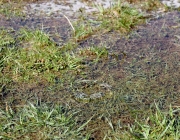 Tauwetter in den Moosalmwiesen