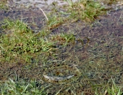 Tauwetter in den Moosalmwiesen