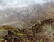 Tauwetter in den Moosalmwiesen