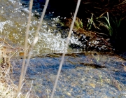 Tauwetter in den Moosalmwiesen
