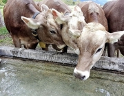 Mai-Regen beim Auftrieb zum Vorberg der Feldernalm