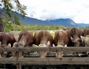 Mai-Regen beim Auftrieb zum Vorberg der Feldernalm