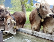 Mai-Regen beim Auftrieb zum Vorberg der Feldernalm