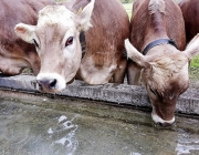 Mai-Regen beim Auftrieb zum Vorberg der Feldernalm