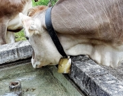 Mai-Regen beim Auftrieb zum Vorberg der Feldernalm