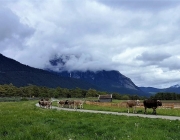 Mai-Regen beim Auftrieb zum Vorberg der Feldernalm