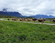 Mai-Regen beim Auftrieb zum Vorberg der Feldernalm
