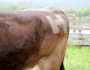 Mai-Regen beim Auftrieb zum Vorberg der Feldernalm