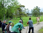 Mai-Regen beim Auftrieb zum Vorberg der Feldernalm