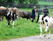Mai-Regen beim Auftrieb zum Vorberg der Feldernalm