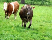 Mai-Regen beim Auftrieb zum Vorberg der Feldernalm