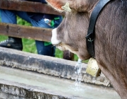 Mai-Regen beim Auftrieb zum Vorberg der Feldernalm