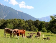 Vorberg der Feldereralpe - der Kälberhag in Obermieming