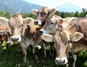 Vorberg der Feldereralpe - der Kälberhag in Obermieming