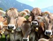 Vorberg der Feldereralpe - der Kälberhag in Obermieming