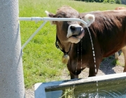 Vorberg der Feldereralpe - der Kälberhag in Obermieming