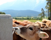 Vorberg der Feldereralpe - der Kälberhag in Obermieming