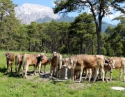 Vorberg der Feldereralpe - der Kälberhag in Obermieming