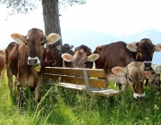 Vorberg der Feldereralpe - der Kälberhag in Obermieming