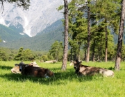 Vorberg der Feldereralpe - der Kälberhag in Obermieming