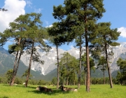Vorberg der Feldereralpe - der Kälberhag in Obermieming