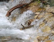 Vorberg der Feldereralpe - der Kälberhag in Obermieming