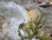 Vorberg der Feldereralpe - der Kälberhag in Obermieming