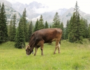 eroeffnung-hochfeldernalm_23.07.14_003