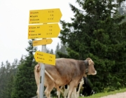 eroeffnung-hochfeldernalm_23.07.14_214