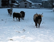 Wintereinbruch – Kühe auf der Flucht