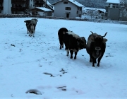 Wintereinbruch – Kühe auf der Flucht