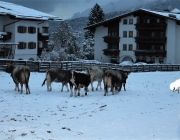 Wintereinbruch – Kühe auf der Flucht