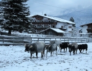 Wintereinbruch – Kühe auf der Flucht