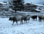Wintereinbruch – Kühe auf der Flucht