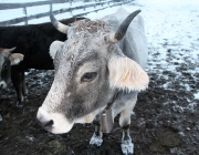 Wintereinbruch – Kühe auf der Flucht