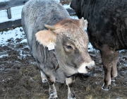 Wintereinbruch – Kühe auf der Flucht