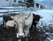 Wintereinbruch – Kühe auf der Flucht