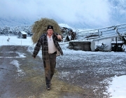Wintereinbruch – Kühe auf der Flucht